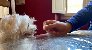 Choisir des friandises pour son Bichon frisé
