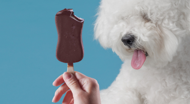 Les aliments interdits pour le Bichon frisé