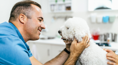 La santé du Bichon frisé : généralités
