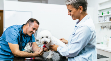 Les maladies du Bichon frisé