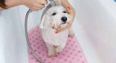 Le toilettage du Bichon frisé