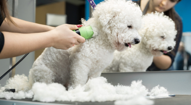 Tondre son Bichon frisé : bonne ou mauvaise idée ?