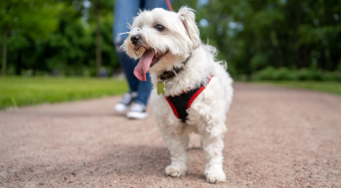 Choisir un harnais pour son Bichon frisé