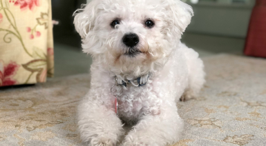 Choisir un collier pour son Bichon frisé