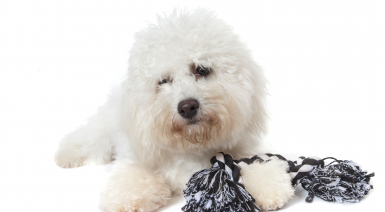 Choisir des jouets pour son Bichon frisé
