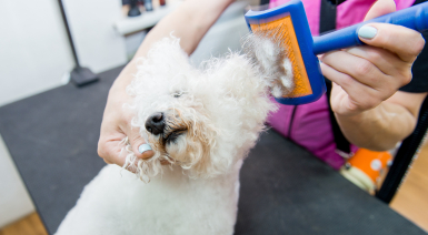 Choisir une brosse pour son Bichon frisé