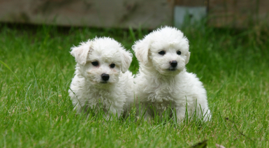 Les différences entre le Bichon frisé et le Bichon Maltais