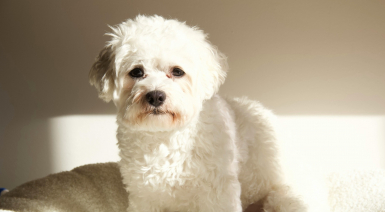 Vivre avec un Bichon frisé en appartement