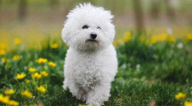 Le Bichon frisé : un compagnon idéal à tous les âges