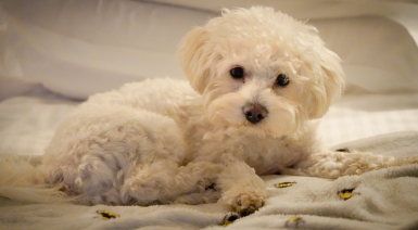 Bichon frisé adulte
