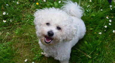 Femelle Bichon frisé