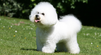 Mâle Bichon frisé