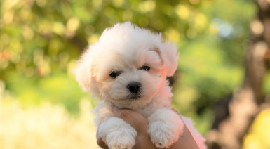 Chiot Bichon frisé