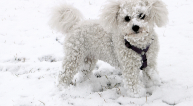Bichon frisé croisé Caniche