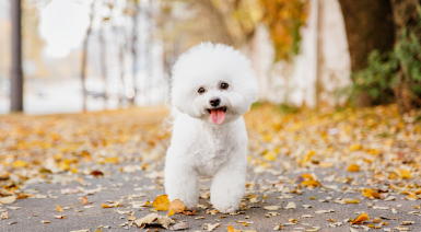 Noms pour une femelle Bichon frisé