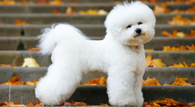 Noms pour un mâle Bichon frisé