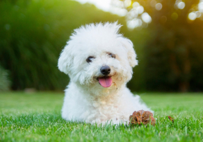 Protéger le pelage de son Bichon Frisé par l'alimentation