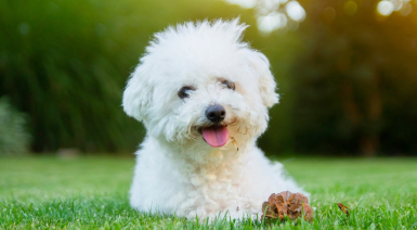 Protéger le pelage de son Bichon Frisé par l'alimentation